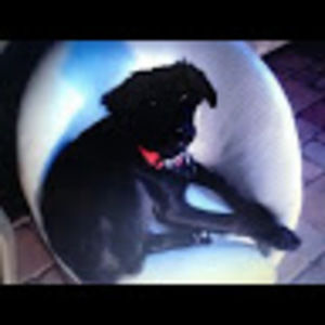 Meet your Posher, Sassy